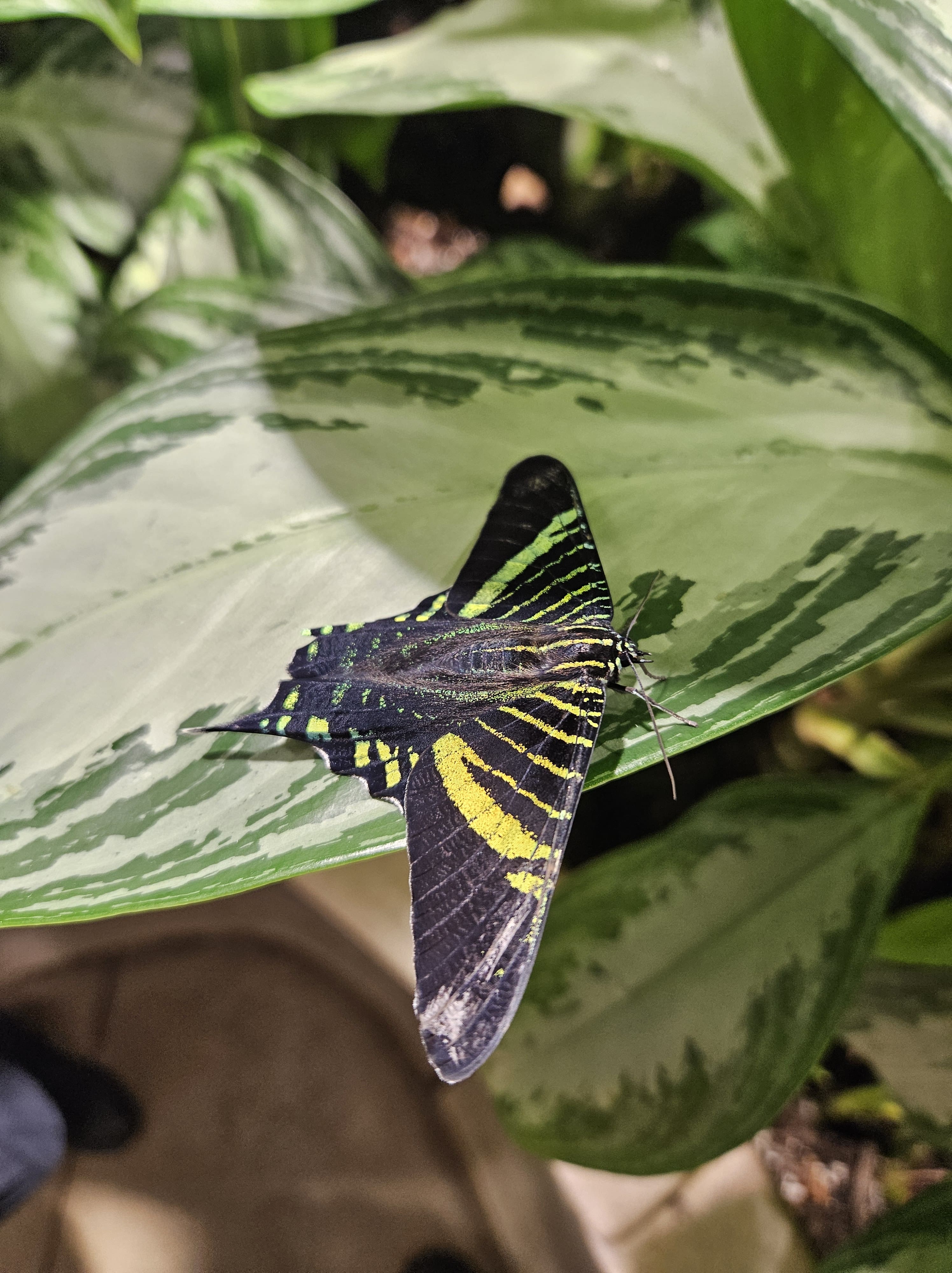 A brightly colored Urania moth resting on a leaf.
